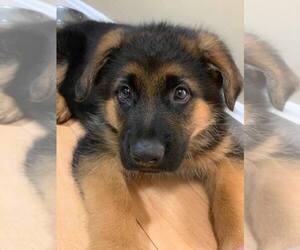 German Shepherd Dog Puppy for sale in ROCHESTER, NY, USA