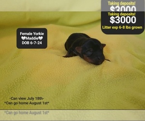 Yorkshire Terrier Puppy for Sale in TUCSON, Arizona USA