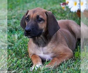 Rhodesian Ridgeback Puppy for sale in MOHNTON, PA, USA