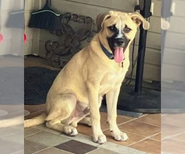 Medium Photo #2 Black Mouth Cur-Labrador Retriever Mix Puppy For Sale in Alexander, AR, USA