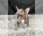 Small Photo #6 French Bulldog Puppy For Sale in WEST COLUMBIA, SC, USA