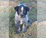 Small Photo #20 Australian Cattle Dog Puppy For Sale in SYLMAR, CA, USA