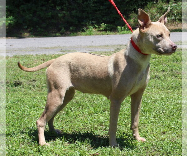 Medium Photo #3 Mutt Puppy For Sale in Prattville, AL, USA