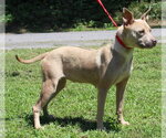 Small #2 Mutt
