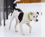 Small #6 American Staffordshire Terrier-Border Collie Mix