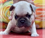 Small #2 French Bulldog