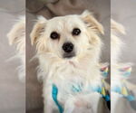 Small #2 Chihuahua Mix