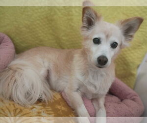 Sadie May 26 - Female Golden Retriever-Unknown Mix Dog for Adoption - Photo #4