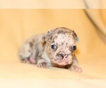 Small Photo #2 French Bulldog Puppy For Sale in CENTENNIAL, CO, USA