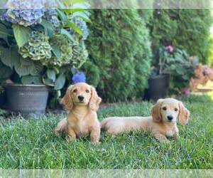 Dachshund Puppy for sale in MATHER, CA, USA