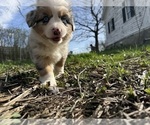Small #8 Aussie-Corgi