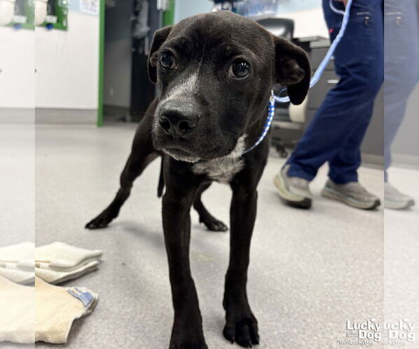 Medium Photo #2 Feist Terrier-Labrador Retriever Mix Puppy For Sale in Washington, DC, USA