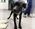 Small #1 Feist Terrier-Labrador Retriever Mix