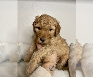 Goldendoodle Puppy for sale in NORTH LAS VEGAS, NV, USA