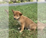 Small #2 Shiba Inu