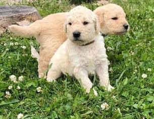 Double Doodle Puppy for sale in GLADWIN, MI, USA