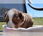 Puppy Mocha Australian Shepherd
