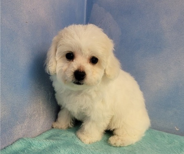 Medium Photo #2 Bichon Frise Puppy For Sale in Shelbyville, IN, USA