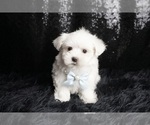 Small Photo #110 Maltese Puppy For Sale in WARSAW, IN, USA