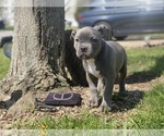 Small Photo #14 American Bully Puppy For Sale in OVERLAND, KS, USA