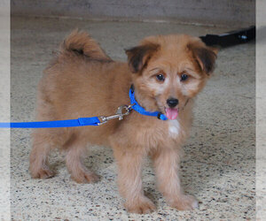 Sheltidoodle Puppy for sale in PENNS CREEK, PA, USA
