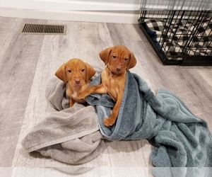 Vizsla Litter for sale in NEW YORK MILLS, MN, USA