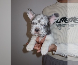 French Bulldog Puppy for sale in PLAYA VISTA, CA, USA