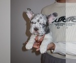 Image preview for Ad Listing. Nickname: Milo the Fluffy