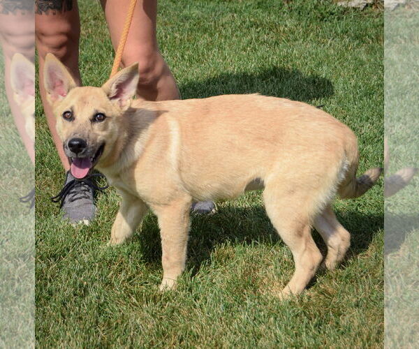 Medium Photo #4 Shepradors Puppy For Sale in Huntley, IL, USA