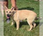 Small #3 Shepradors