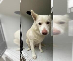 Siberian Husky Dogs for adoption in Houston, TX, USA