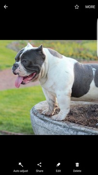 Medium Photo #1 American Bully Mikelands  Puppy For Sale in ELMWOOD PARK, IL, USA