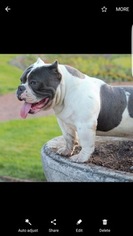 Father of the American Bully Mikelands  puppies born on 11/14/2016