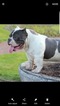 Small Photo #1 American Bully Mikelands  Puppy For Sale in ELMWOOD PARK, IL, USA