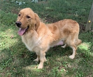 Mother of the Golden Retriever puppies born on 06/20/2022