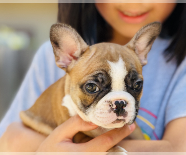 Medium Photo #7 French Bulldog Puppy For Sale in FREMONT, CA, USA