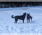 Small #2 German Shepherd Dog