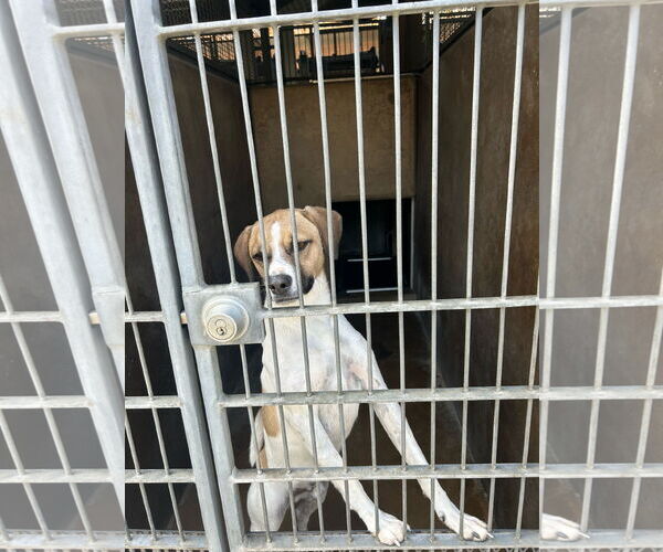 Medium Photo #7 Mutt Puppy For Sale in San Diego, CA, USA