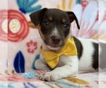 Small Photo #4 Jack Russell Terrier Puppy For Sale in LANCASTER, PA, USA