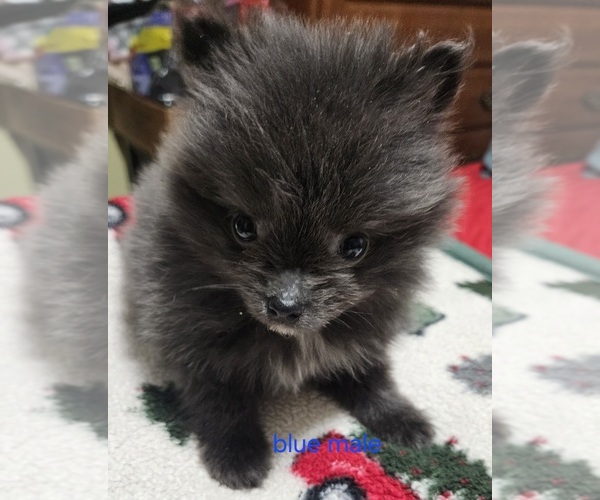 Medium Photo #6 Pomeranian Puppy For Sale in CONKLIN, NY, USA