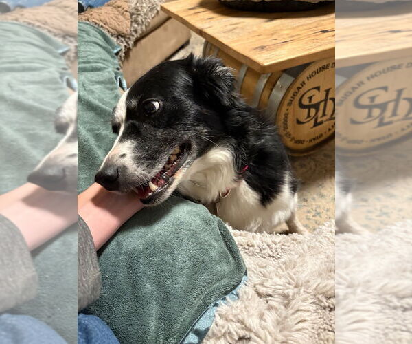 Medium Photo #3 Border Collie Puppy For Sale in Salt Lake City, UT, USA