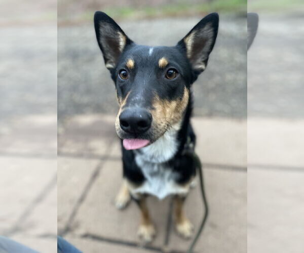 Medium Photo #4 Australian Kelpie-Unknown Mix Puppy For Sale in Milpitas, CA, USA