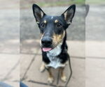 Small #3 Australian Kelpie Mix