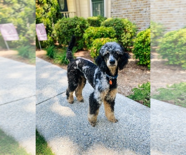 Medium Photo #1 Bernedoodle (Miniature) Puppy For Sale in HENDERSONVILLE, NC, USA