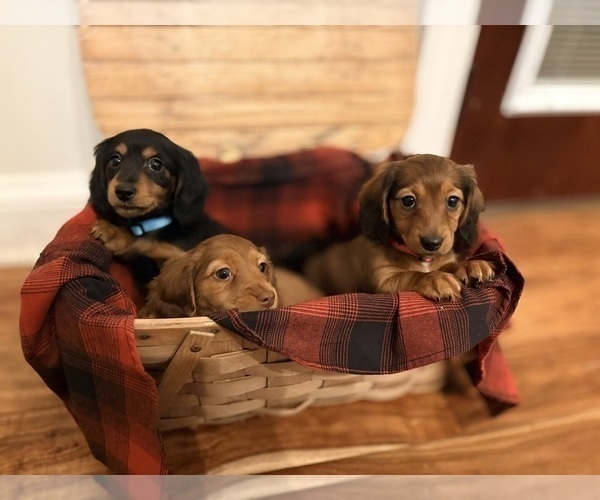 Medium Photo #1 Dachshund Puppy For Sale in WILLIAMSBURG, VA, USA