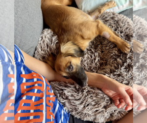 Klara - Female Dachshund-Unknown Mix Dog for Adoption - Photo #7