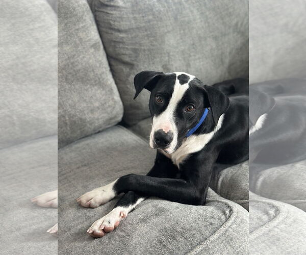 Medium Photo #6 Mutt Puppy For Sale in Rockaway, NJ, USA