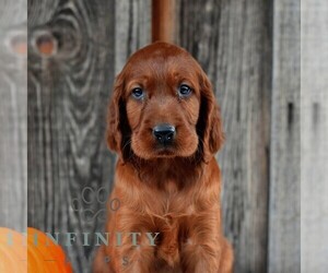 Irish Setter Puppy for sale in MILLERSTOWN, PA, USA