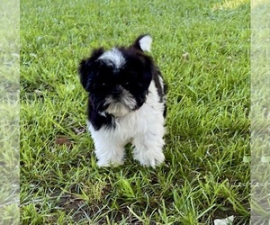 Shih Tzu Puppy for sale in MOUNT PLEASANT, MI, USA