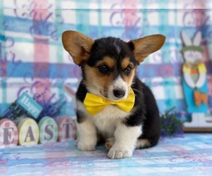 Pembroke Welsh Corgi Puppy for sale in LANCASTER, PA, USA